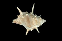 藏品(長棘蛙螺)的圖片